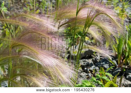 Feather Grass On A Meadow