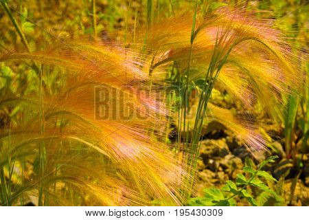 Feather Grass On A Meadow