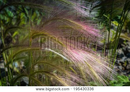 Feather Grass On A Meadow