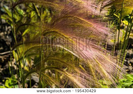 Feather Grass On A Meadow