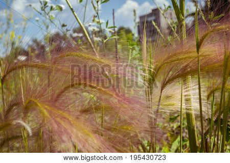 Feather Grass On A Meadow
