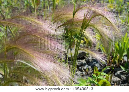 Feather Grass On A Meadow