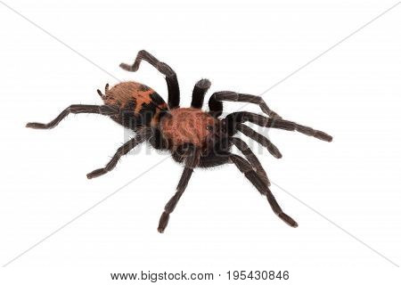 Spider Cyclosternum Davus Fasciatum on white background