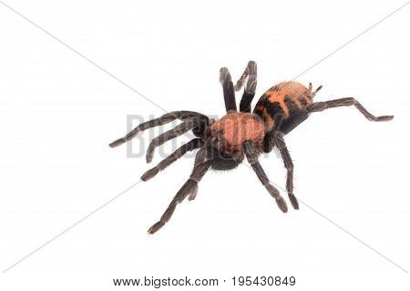Spider Cyclosternum Davus Fasciatum on white background