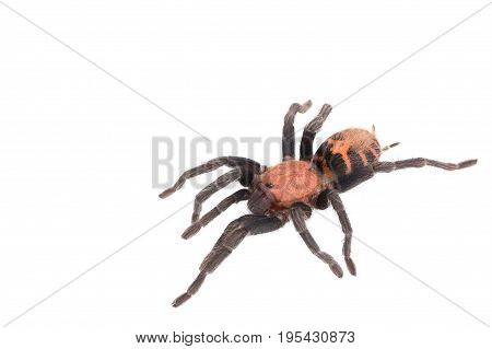 Spider Cyclosternum Davus Fasciatum on white background