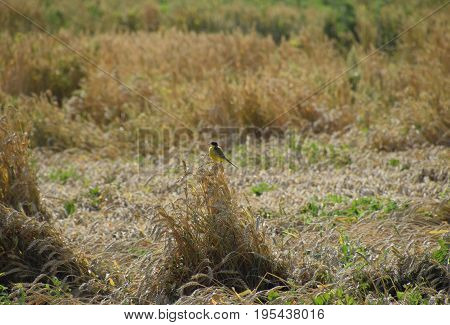 Tit On The Ears Of Wheat. A Bird With A Yellow Belly