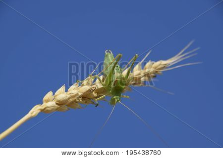 Isophya. Grasshopper Is An Isophy On A Wheat Spikelet. Isophya A