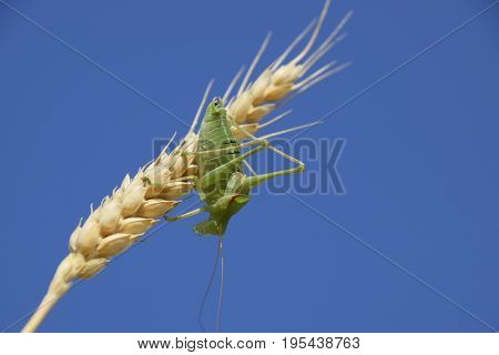 Isophya. Grasshopper Is An Isophy On A Wheat Spikelet. Isophya A