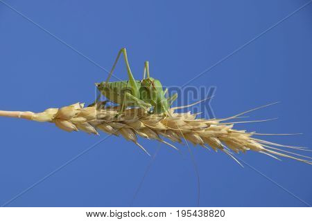 Isophya. Grasshopper Is An Isophy On A Wheat Spikelet. Isophya A