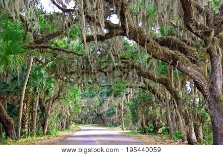 A photo of a roadway through Myakka River State Park near Sarasota Florida
