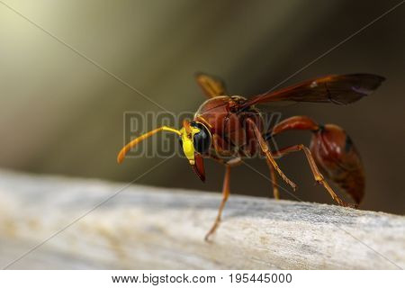 Image of potter wasp (Delta sp Eumeninae) on dry timber. Insect Animal