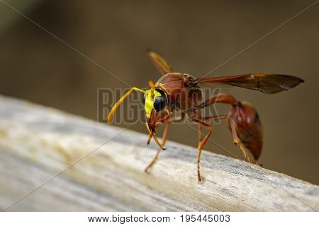 Image of potter wasp (Delta sp Eumeninae) on dry timber. Insect Animal