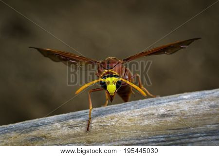 Image of potter wasp (Delta sp Eumeninae) on dry timber. Insect Animal
