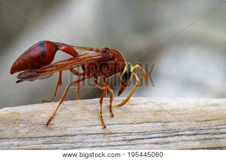 Image of potter wasp (Delta sp Eumeninae) on dry timber. Insect Animal