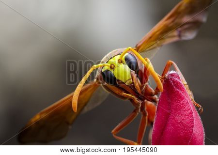 Image of potter wasp (Delta sp Eumeninae) on flower. Insect Animal