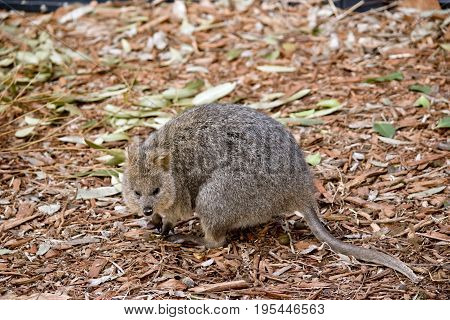 the quokka is in the middle of a paddock
