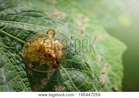 Image of Green turtle beetle(Escarabajo tortuga) on green leaves. Insect Animal