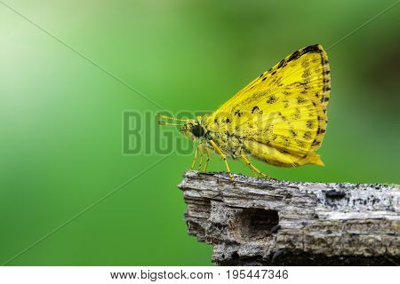 Image of common dartlet butterfly (Oriens gola Moore1877) on dry branches on nature background. Insect Animal
