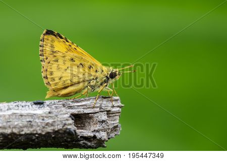 Image of common dartlet butterfly (Oriens gola Moore1877) on dry branches on nature background. Insect Animal