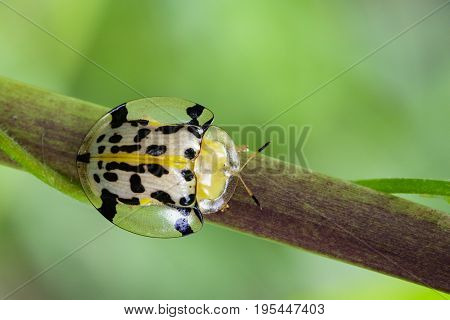 Image of Spotted Tortoise Beetle (Aspidomorpha millaris) on branches. Insect Animal