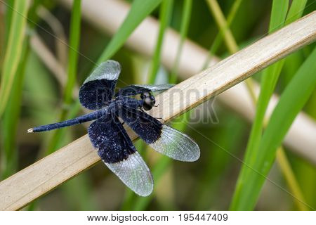 Image of Pied Paddy Skimmer Dragonfly (Neurothemis Tullia)on dry leaves. Insect Animal