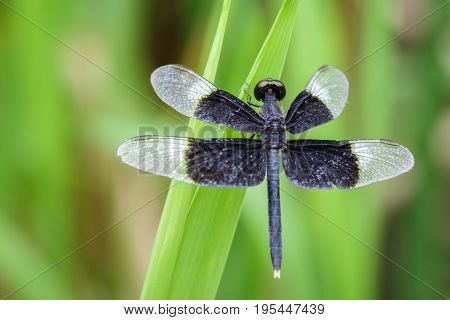 Image Of Pied Paddy Skimmer Dragonfly (neurothemis Tullia) On Green Leaves. Insect Animal