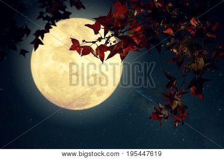 Beautiful autumn fantasy - maple tree in fall season and full moon with milky way star in night skies background. Retro style artwork with vintage color tone
