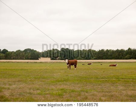 Cows In A Farmer's Field On An Overcast Day