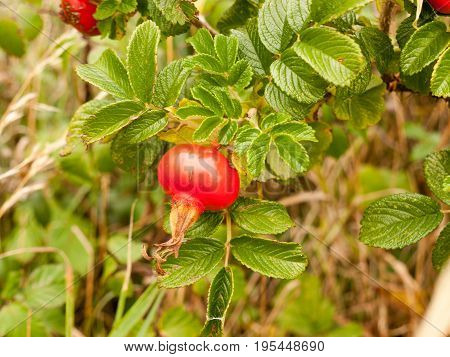 Lush Growing Rosa Rugosa Rose Hips Haws Or Heps In Wild