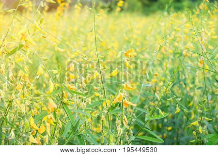 sunhemp flower with sunlight in big farmland