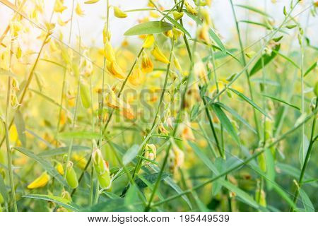 sunhemp flower with sunlight in big farmland