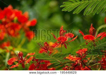 Vivid red flower of Flame Tree Hang-Nok-Yung
