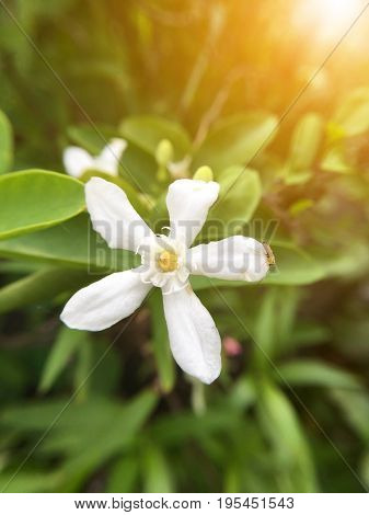 white Wrightia antidysenterica flower in nature garden