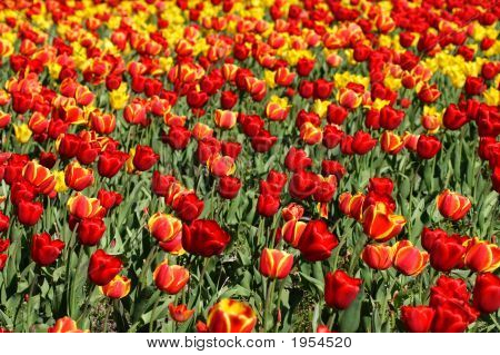 Tulipani