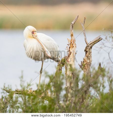 A Yellow-Billed Spoonbill (Platalea regia) perched on a tree at Herdsman Lake in Perth, Western Australia.