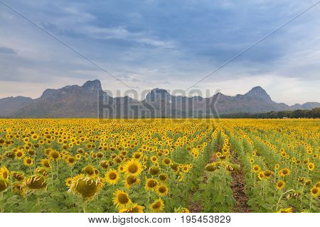 Full bloom sunflower field with mountion lanscape background