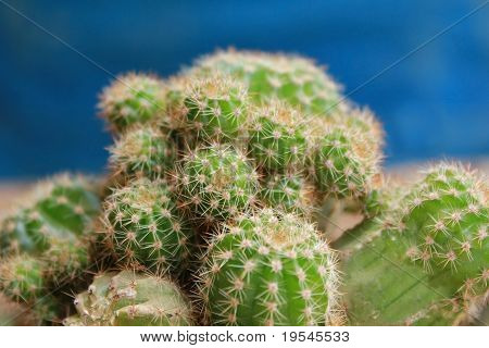 Cactus
