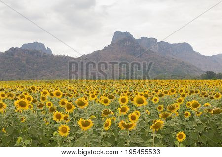 Beautiful full bloom sunfower field with mountain background natural landscape background