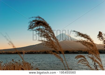 abstract mountain fuji on focus and dry grass tree for foreground - can use to display or montage on product