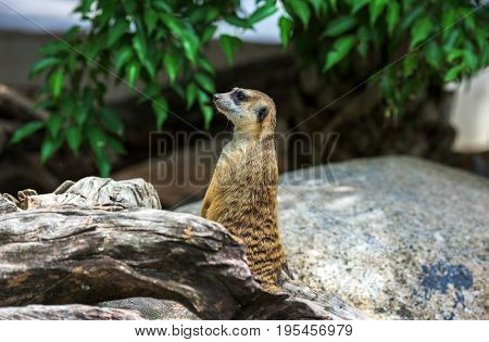 Meerkat sitting on a log.Meerkat animals. in the zoo