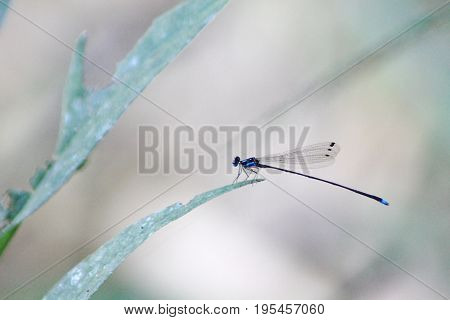 Damselfly, Coeliccia didyma didyma  dragonfly in outdoor