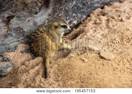 Meerkat sitting on a log.Meerkat animals. in the zoo