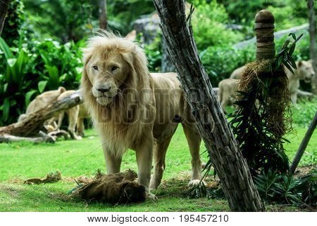 Background blur Lion in the zoo. animal
