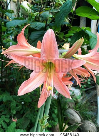 close up Hippeastrum johnsonii flower in nature garden