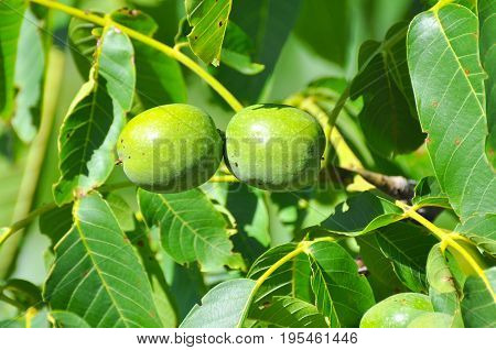 Fresh green walnuts on a walnut tree. Walnut tree full with a fruits of walnut