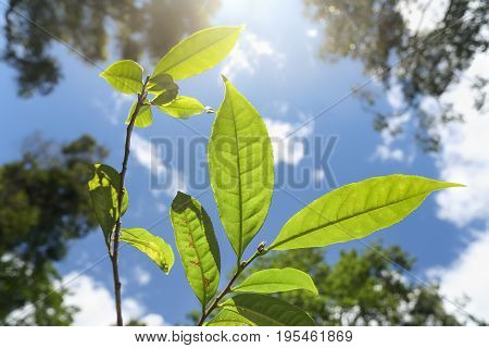 Wild tea (Assam Tea) in northern Thailand , Camellia sinensis var. assamica .