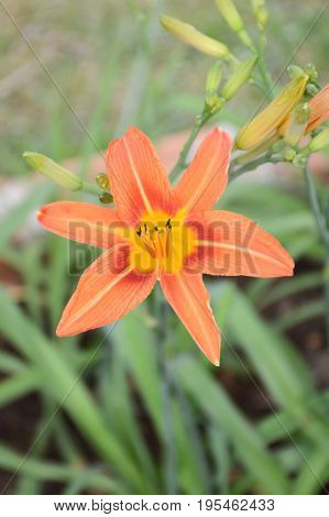 close up Hemerocallis lilioasphodelus flower in nature garden