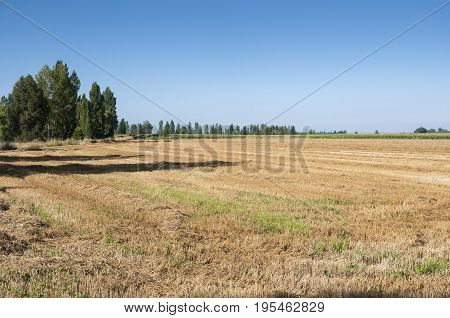 Stubble fields and poplar groves in an irrigated agricultural landscape in the plain of the River Esla, in Leon Province, Spain