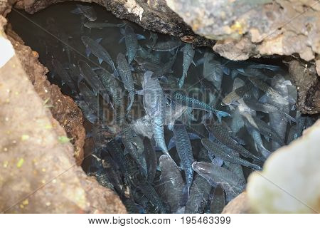 Soro brook carp in fish cave ,Mae Hong Son Thailand.
