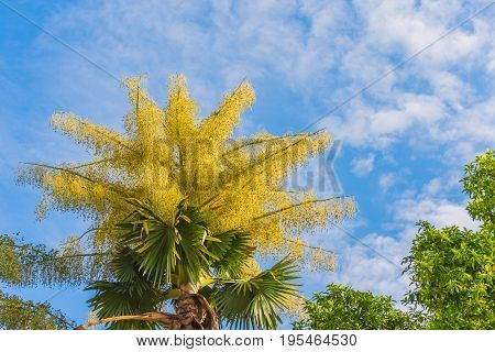 Fan Palm Tree On Day Time.